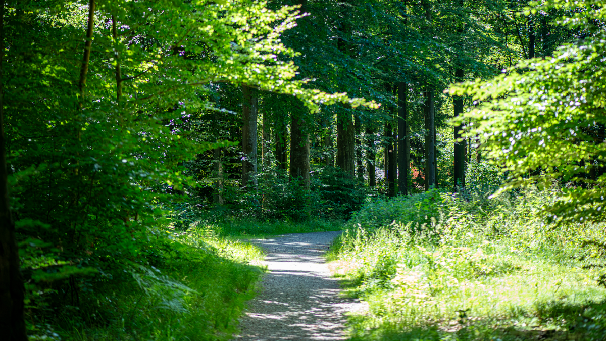 münsterland
